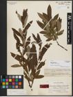 Foto von Salix appendiculata Vill. x Salix viminalis L.